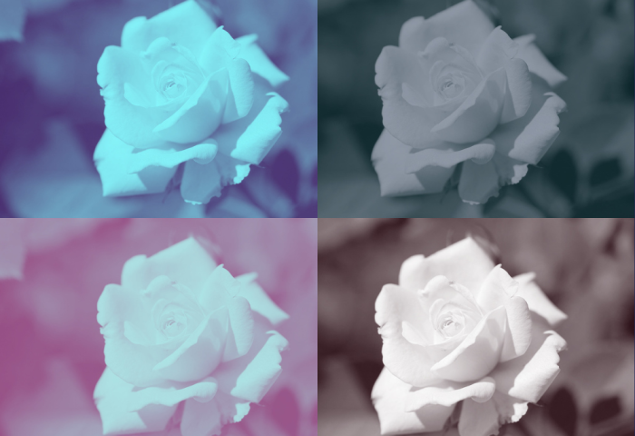 Rosas blancas