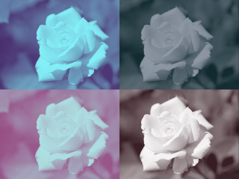 Rosas blancas