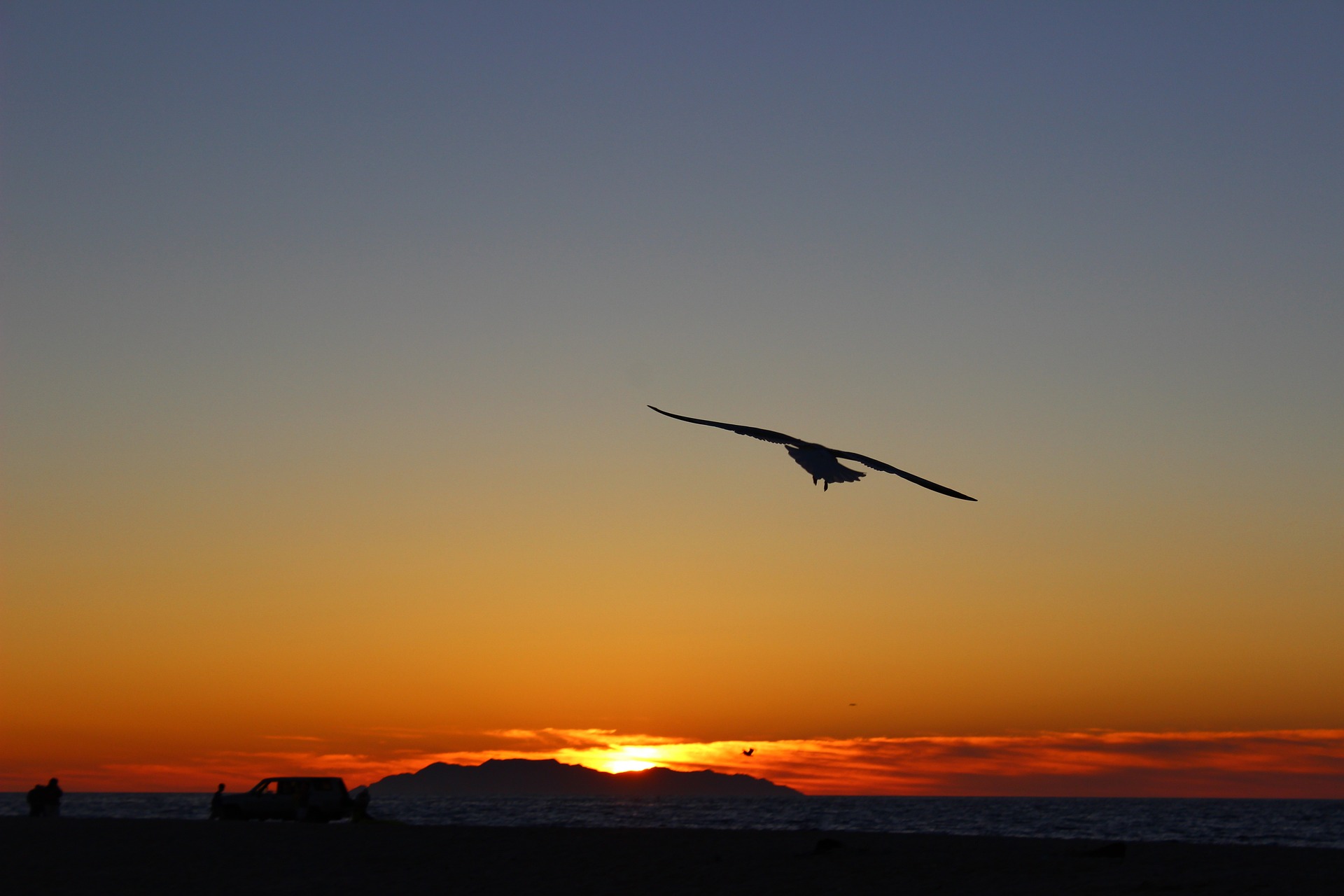 Un ave con las alas desplegadas planea sobre el atardecer.