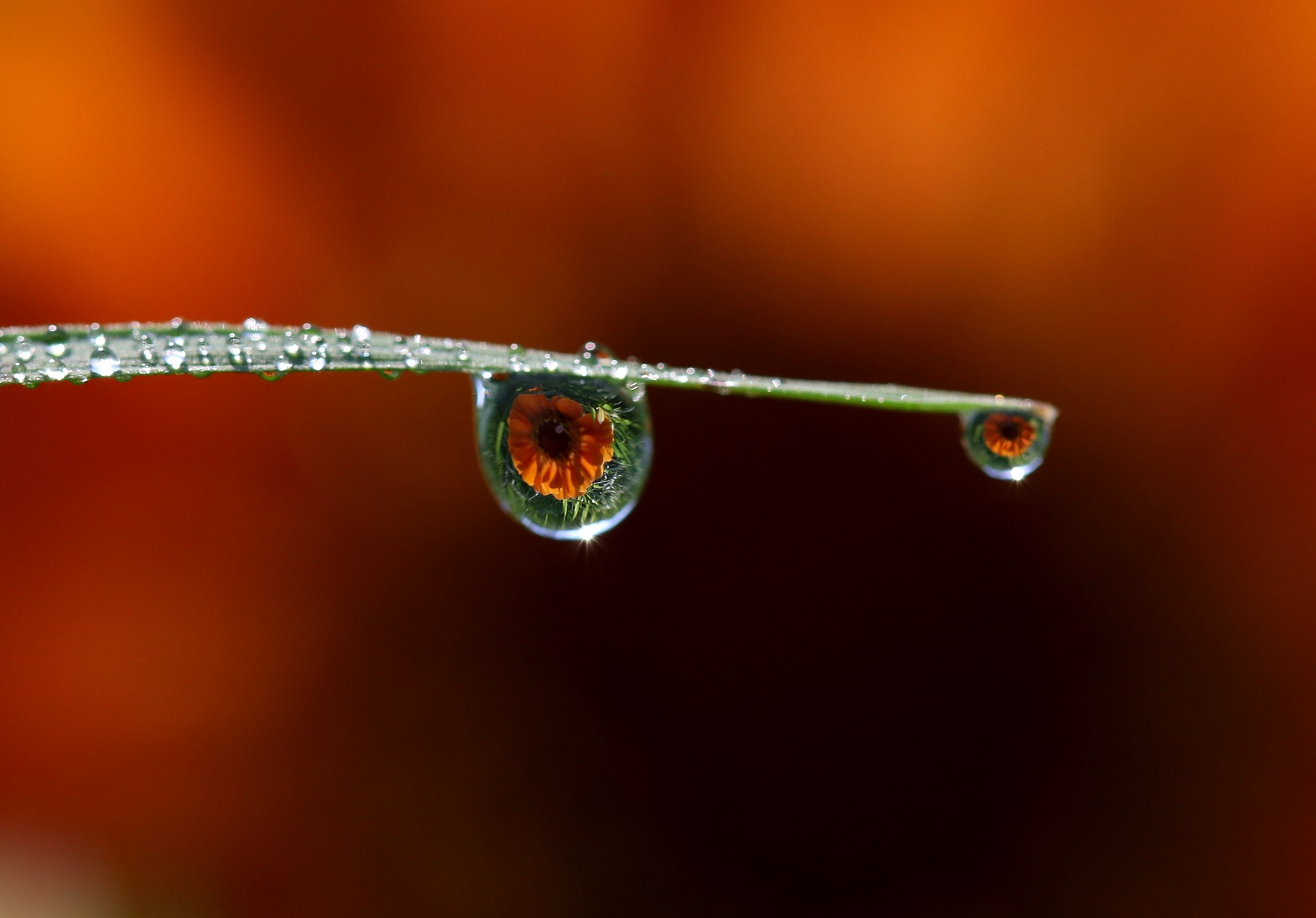 Gotas de lluvia sobre rama en el atardecer.