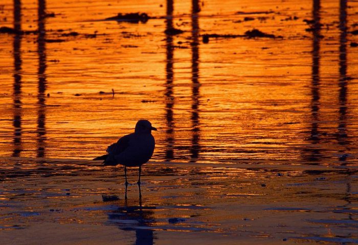 Gaviota triste en el atardecer, junto al mar.
