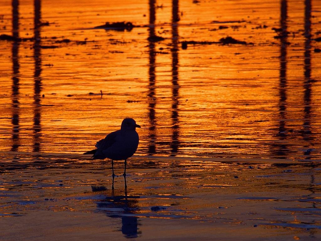 Gaviota triste en el atardecer, junto al mar.