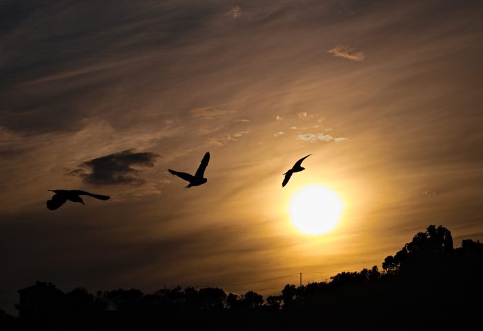 Aves volando sobre el atardecer.