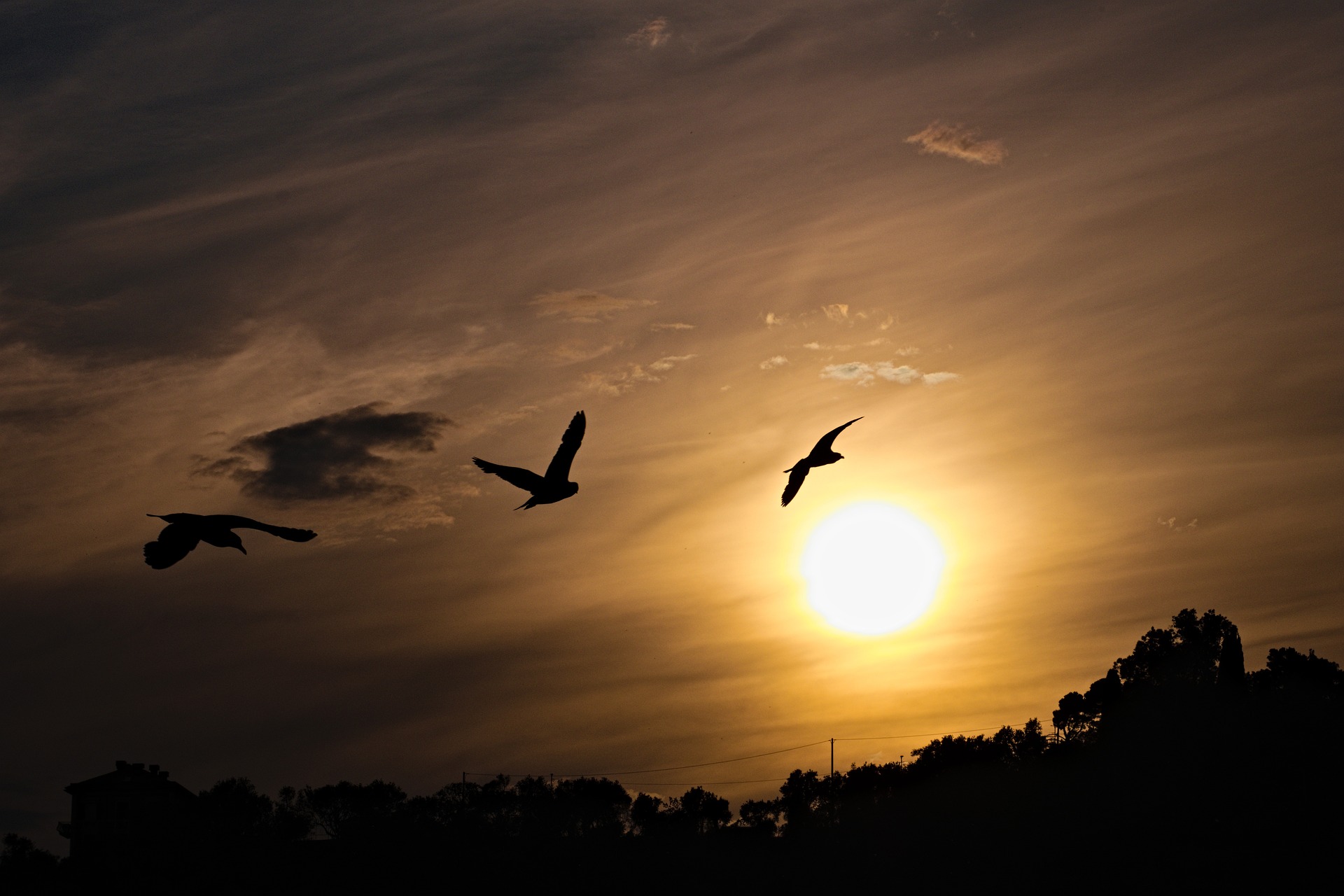 Aves volando sobre el atardecer.