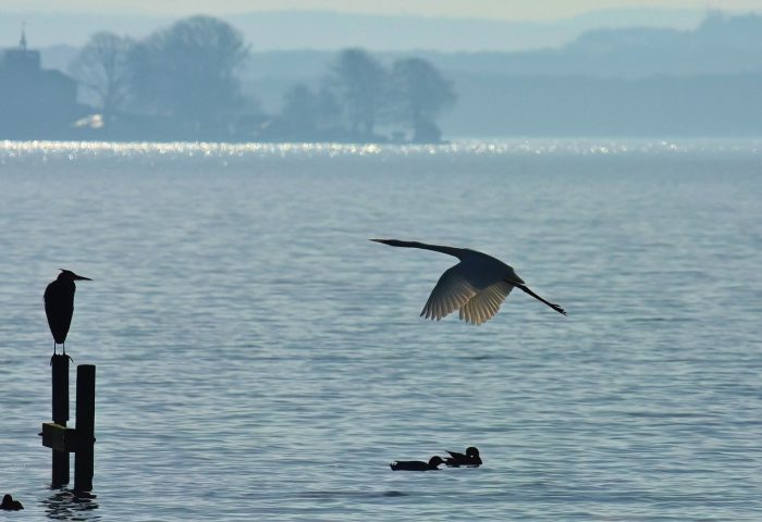 Garza blanca vuela sobre el mar. Otras aves están cerca de ella.