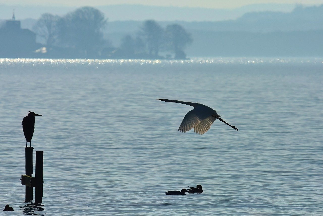 Garza blanca vuela sobre el mar. Otras aves están cerca de ella.