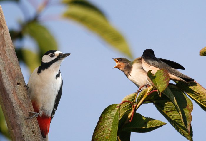 Golondrinas sobre un árbol, imagen para el poema "Máscaras", del libro "Sé tu voz" (Ediciones Deslinde, Madrid, 2021), de Lorenzo Suárez Crespo.
