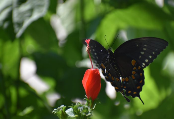 Mariposa libando una flor.