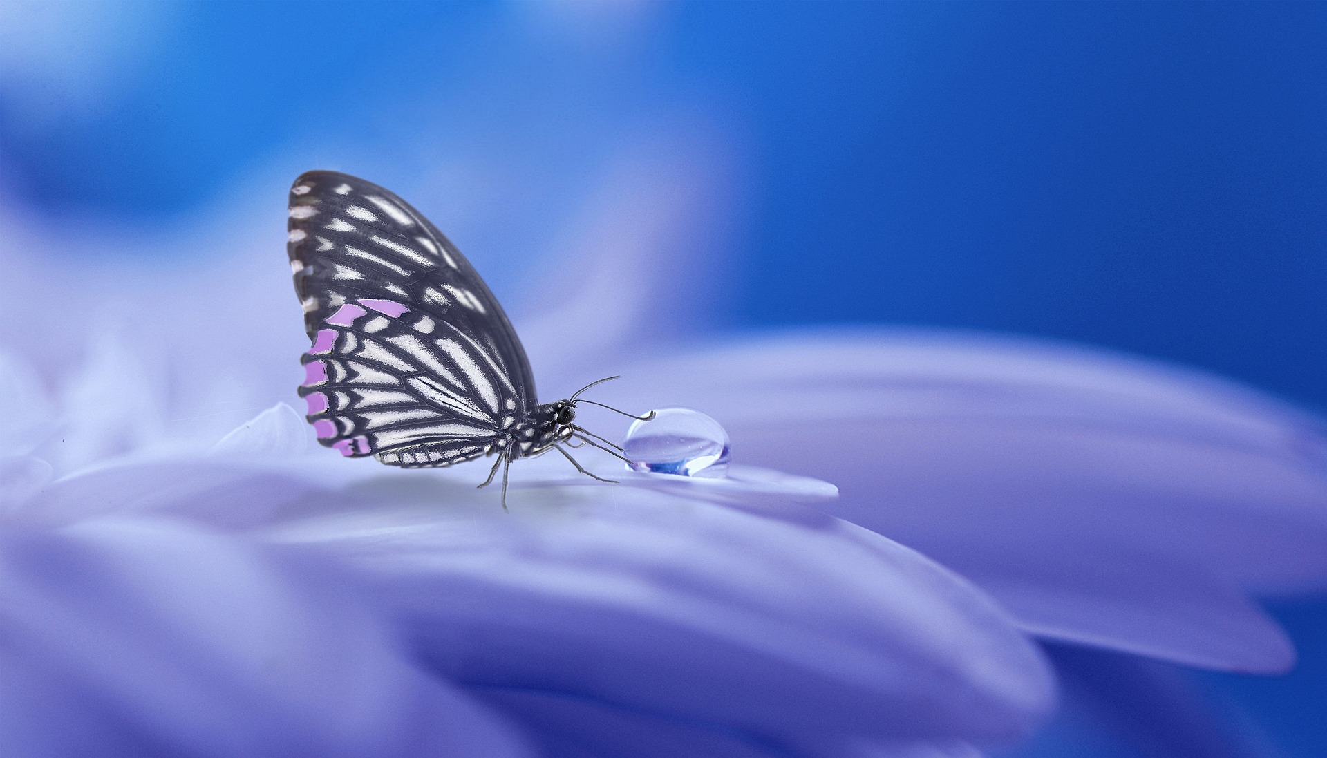 Mariposa azulosa libando el rocío de una flor blanca.