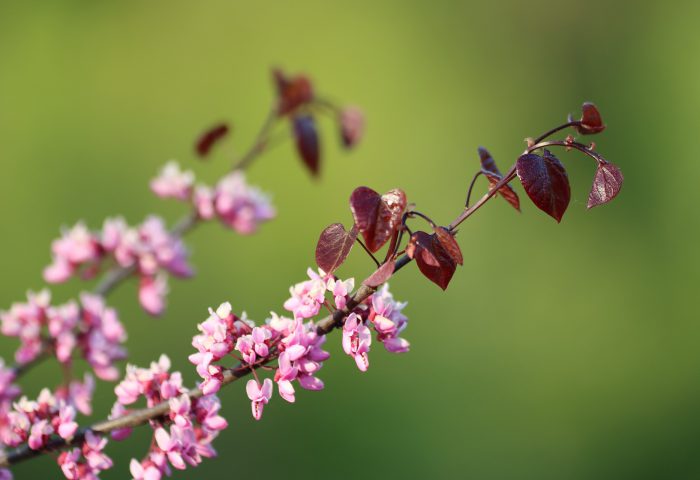 Racimo de florecitas para el poema "El racimo" perteneciente al libro "Lapislázuli" (Ed. Deslinde, Madrid, 2021), de Norma Suiffet.