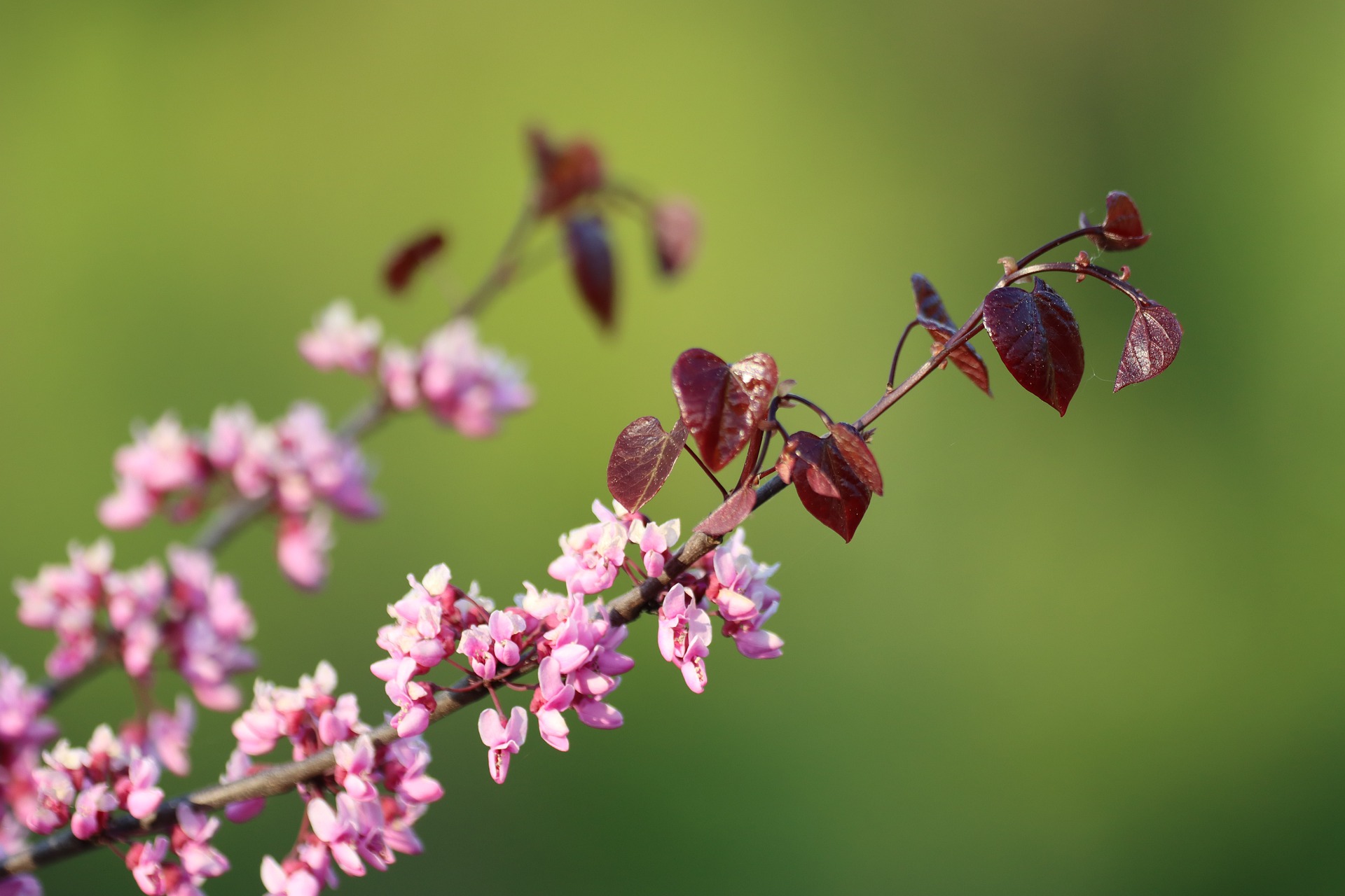 Racimo de florecitas para el poema "El racimo" perteneciente al libro "Lapislázuli" (Ed. Deslinde, Madrid, 2021), de Norma Suiffet.
