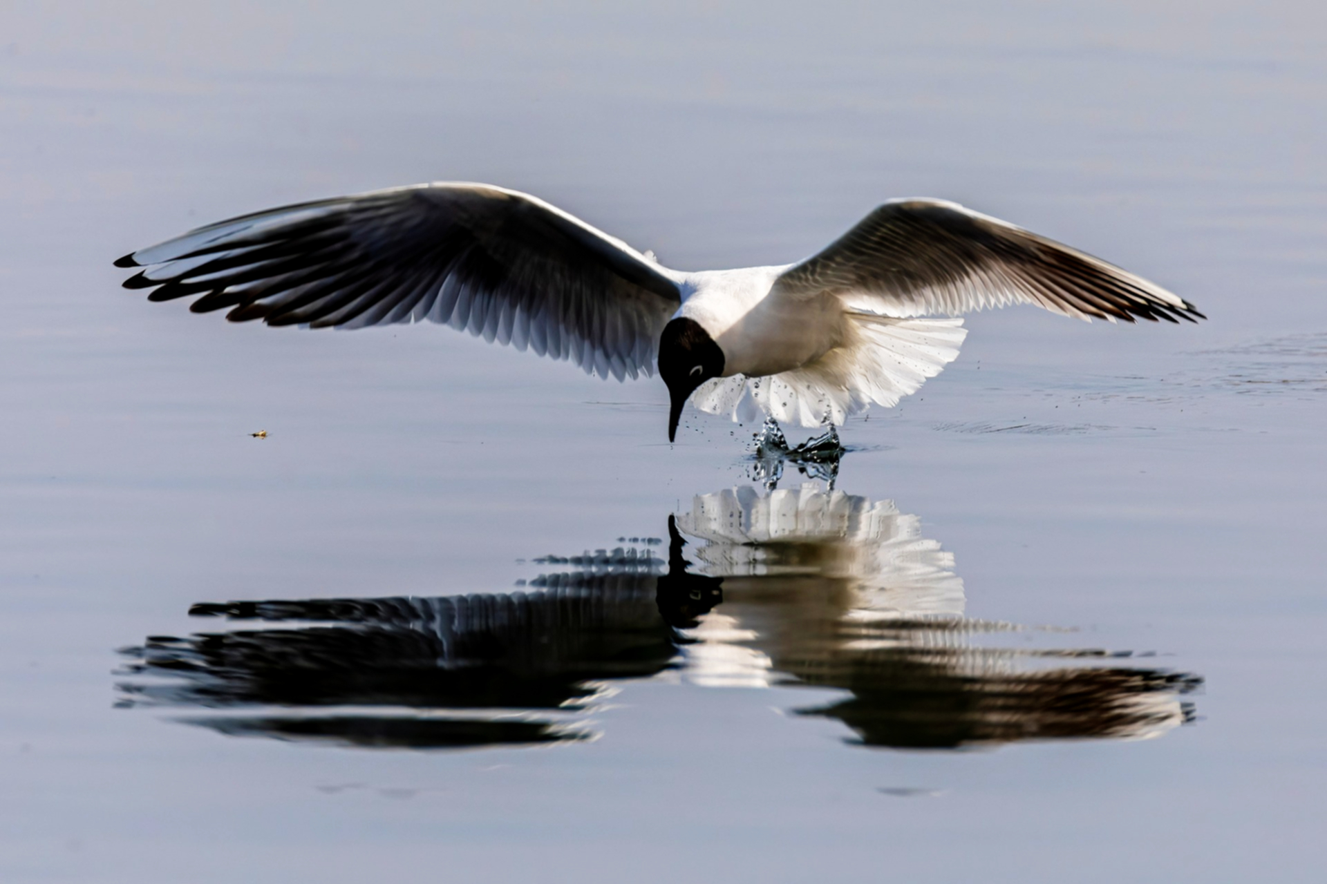 Gaviota con las alas extendidas, detenida sobre el agua, para usar en el poema "En los hombros más viejos nacen alas".