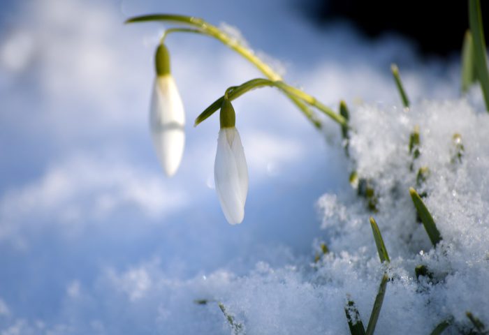 Flores cubiertas de nieve.