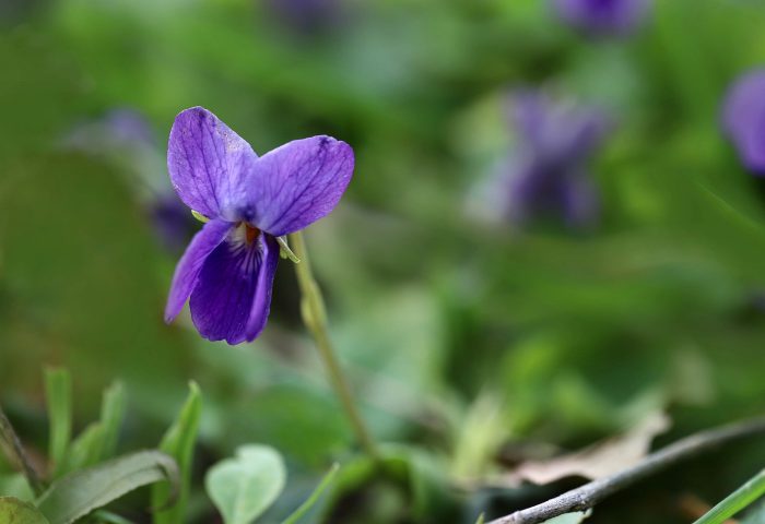 Violeta de jardín sobre fondo verde desenfocado.