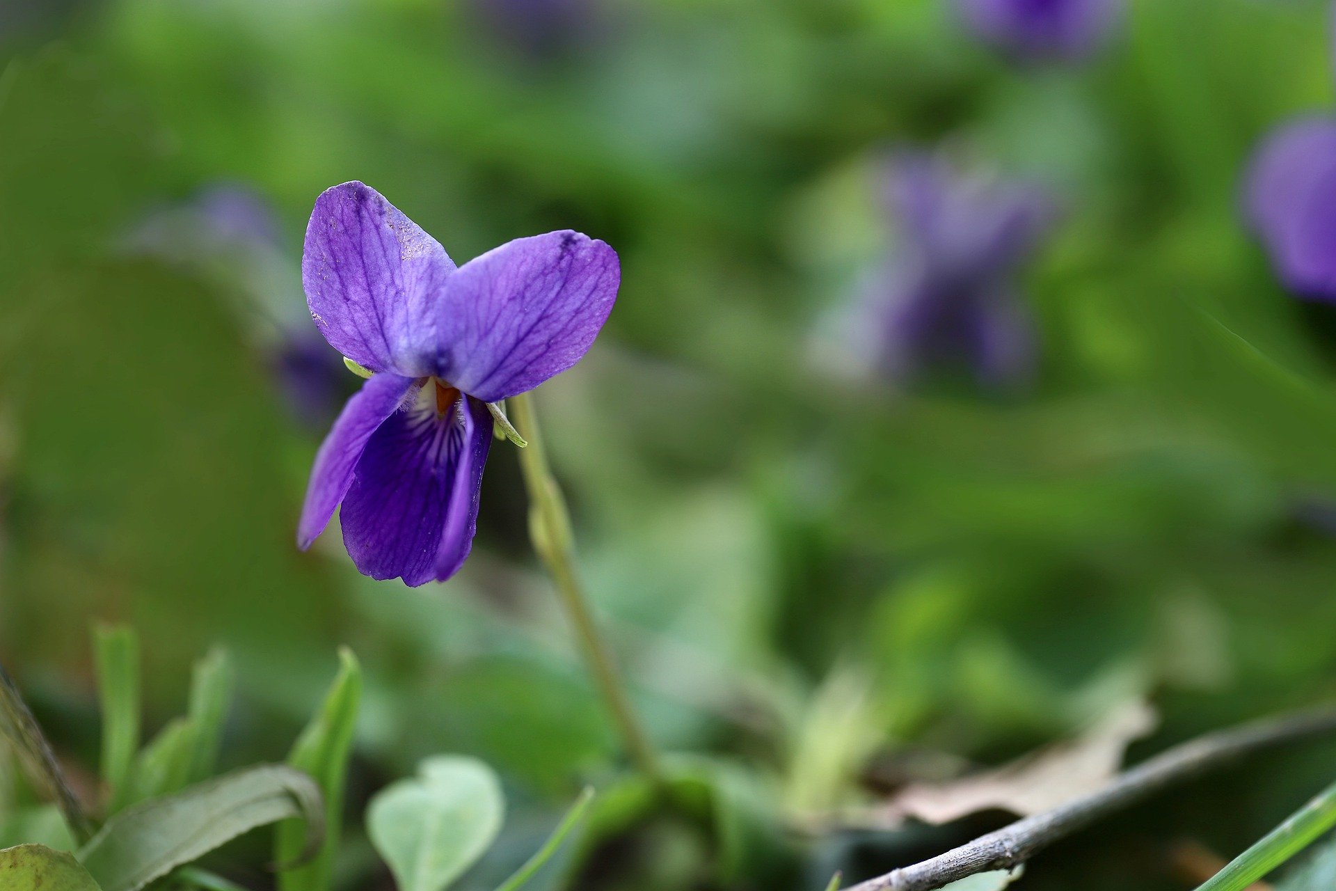 Violeta de jardín sobre fondo verde desenfocado.